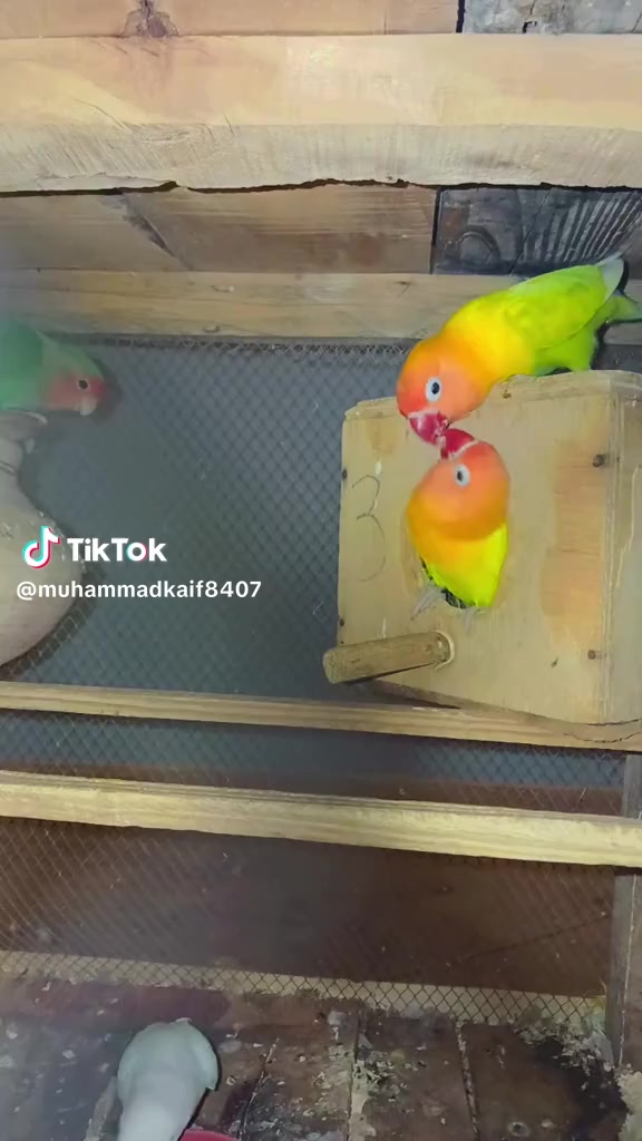 @N+I=4🩵🩵🩵🩵