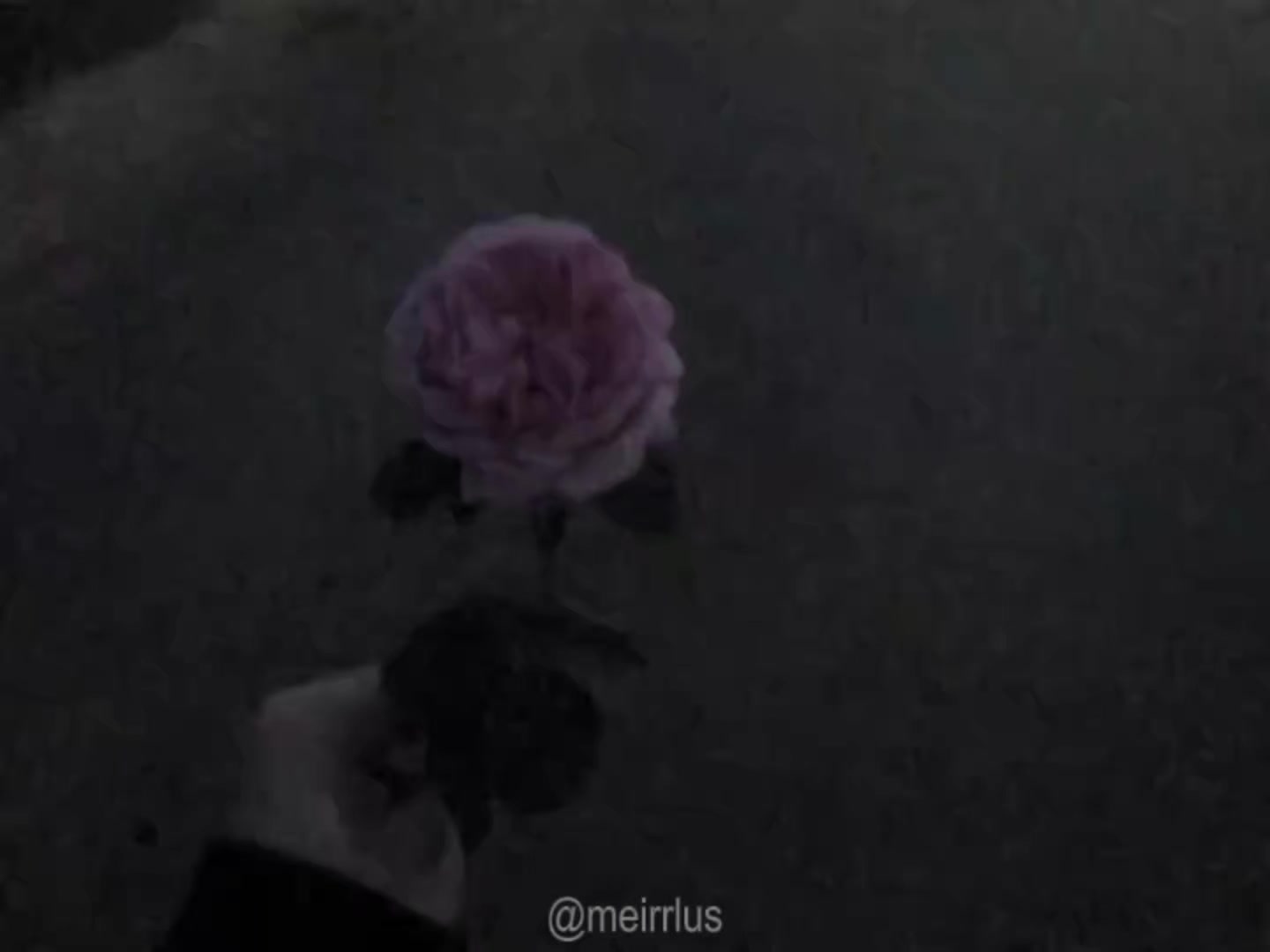 @meirlus