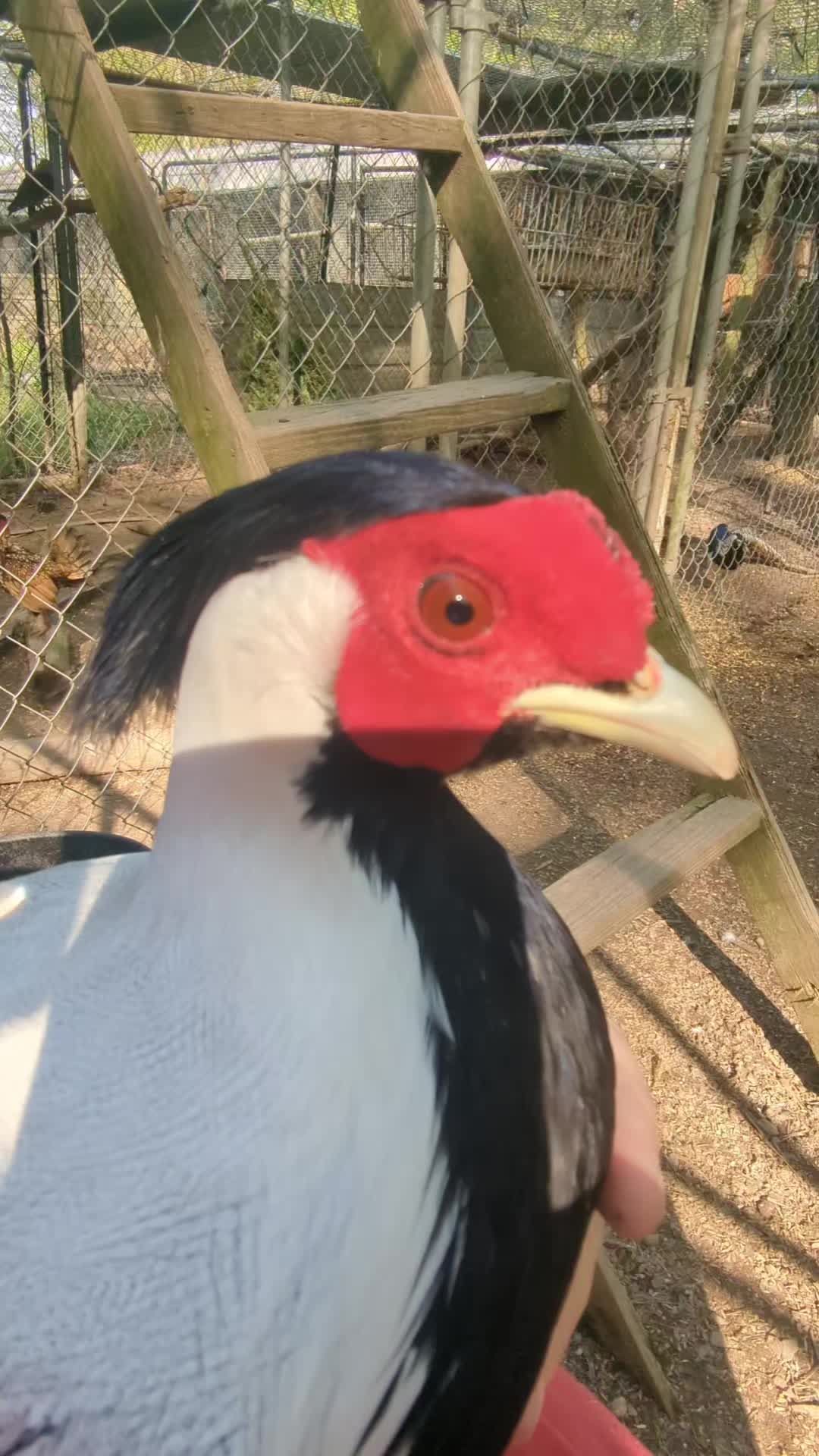 @Daybird Aviaries