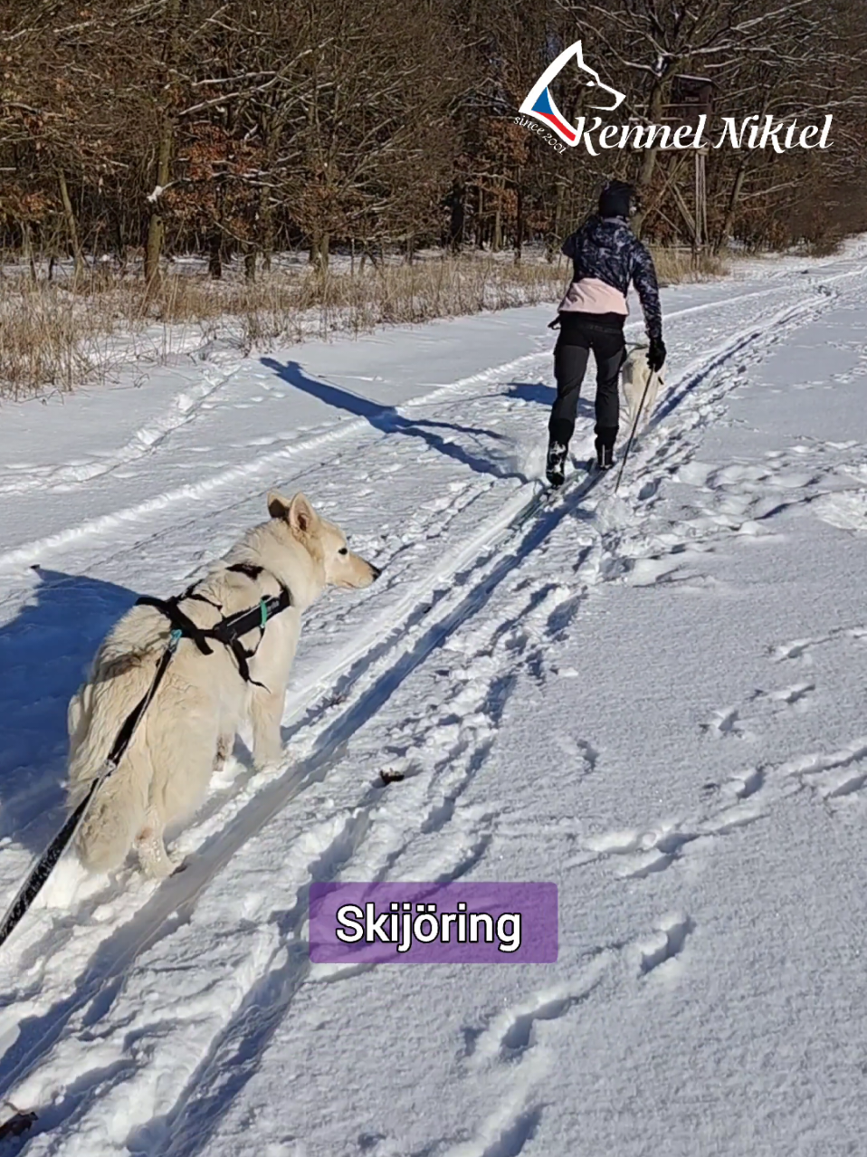 @Kennel Niktel