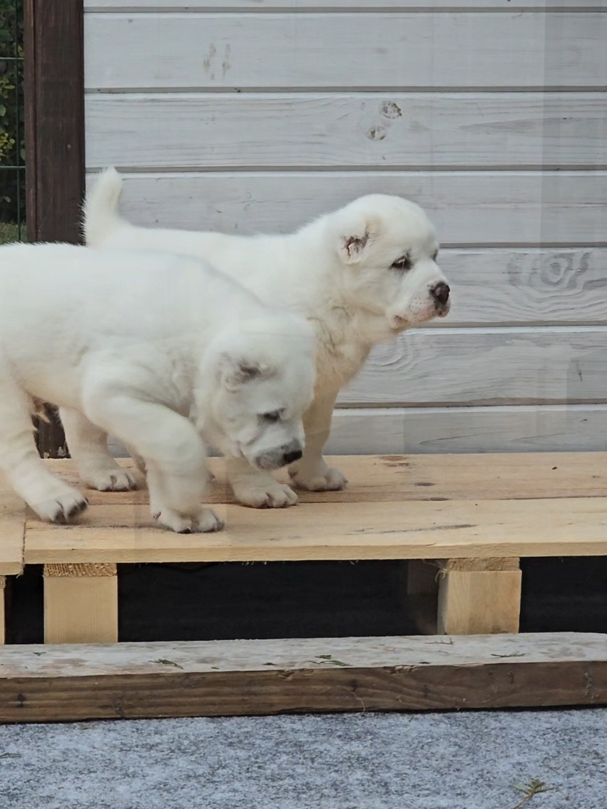 @ABELHAYATKENNEL