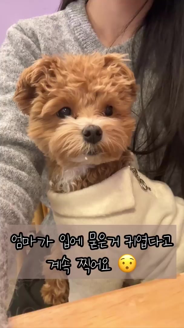 @말티푸 하루 🐾🐶
