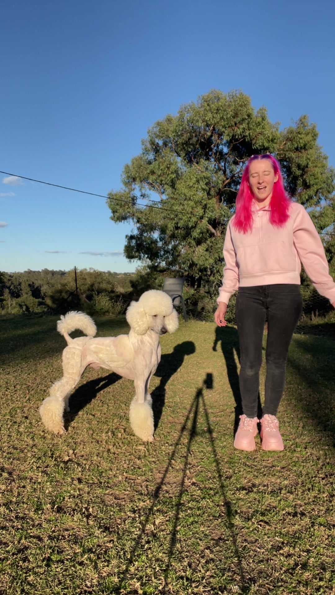 @pandorasboxofdogs
