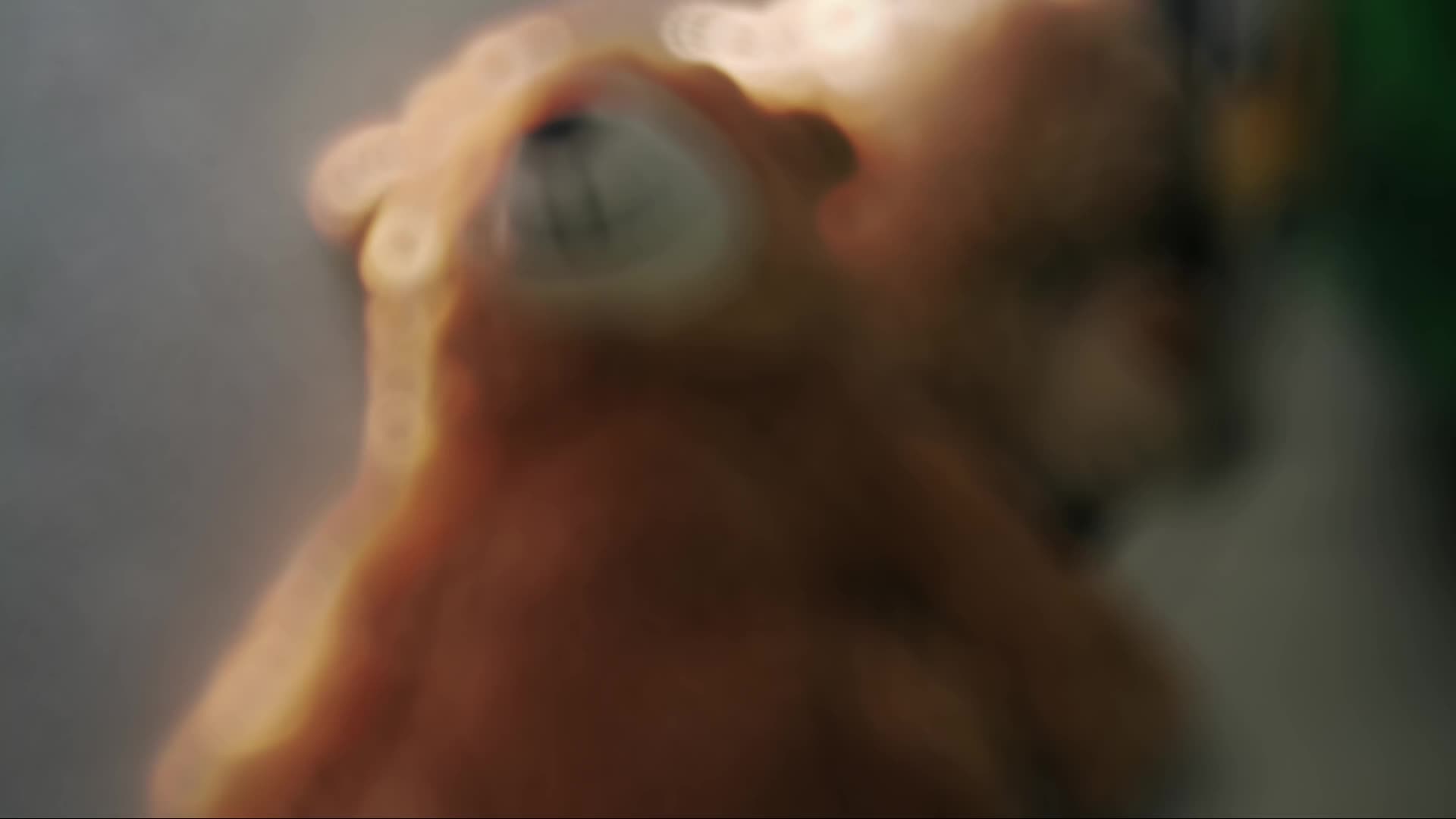 @p3arzdew