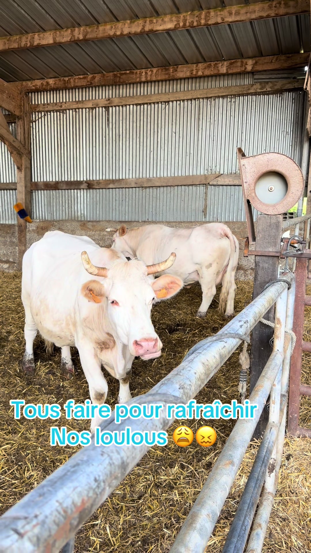 @ᏦᎥᎥᏦᏗᏗ 🌾🚜🐮