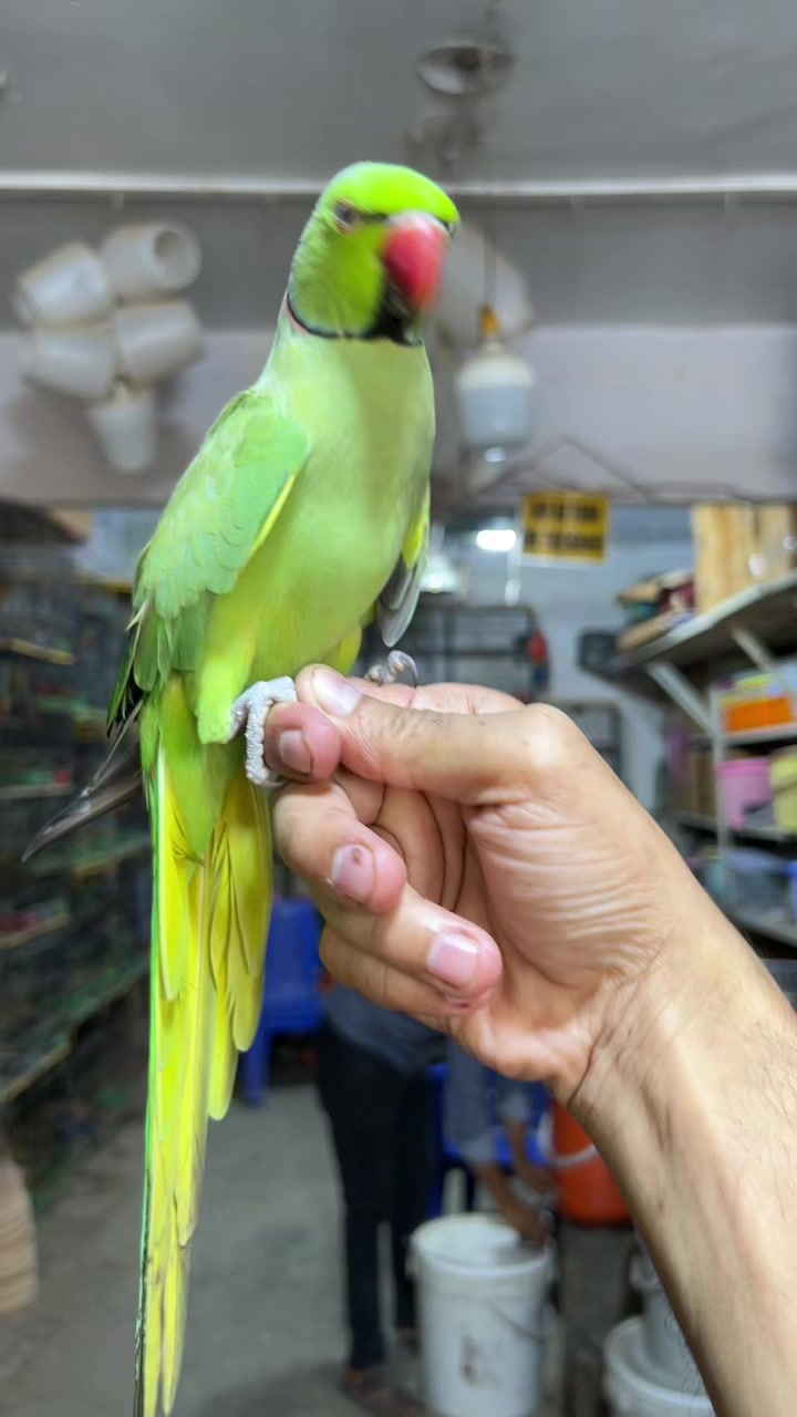 @Usama pet shop Karachi