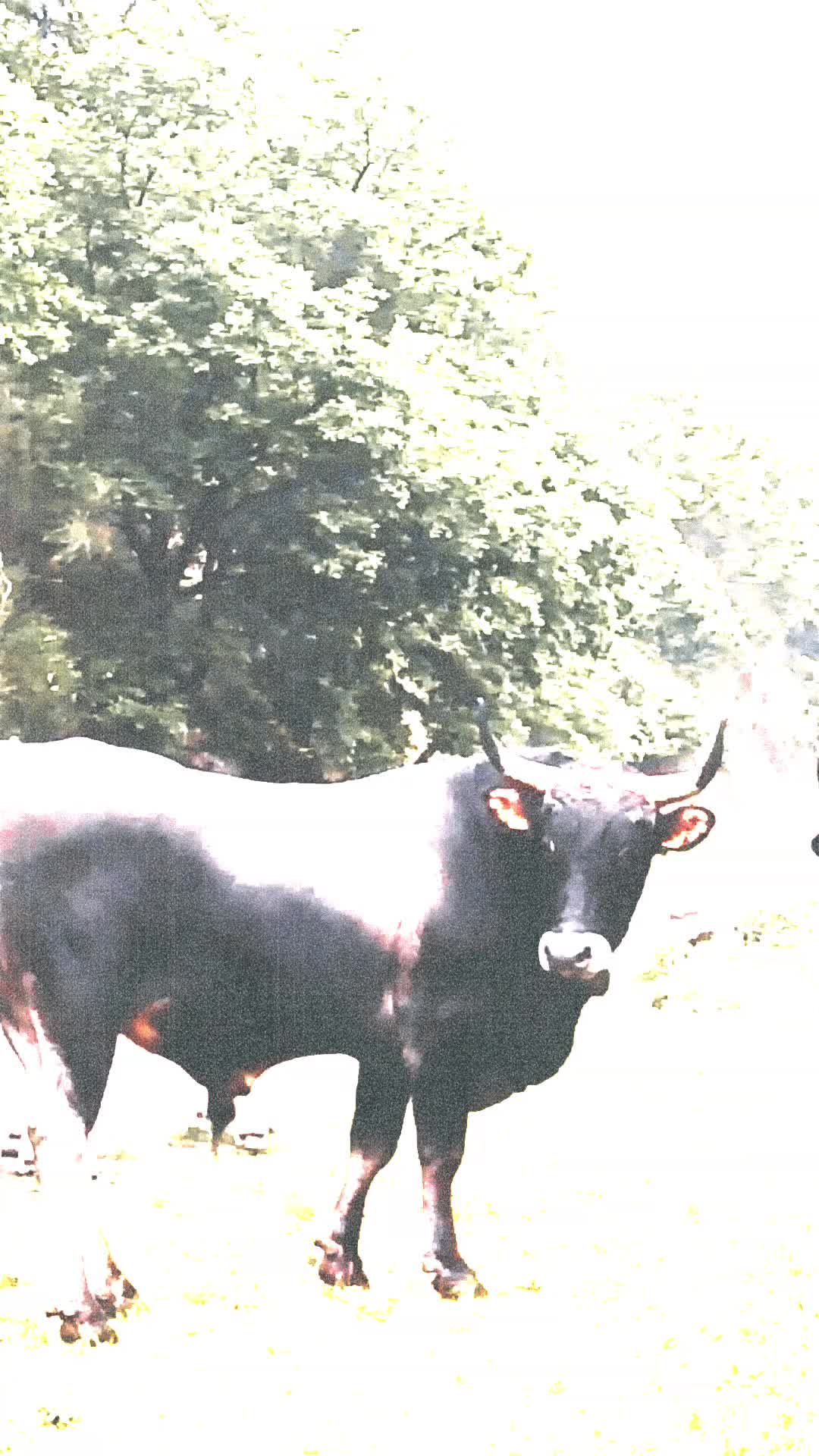 @Antonio Iacopino473