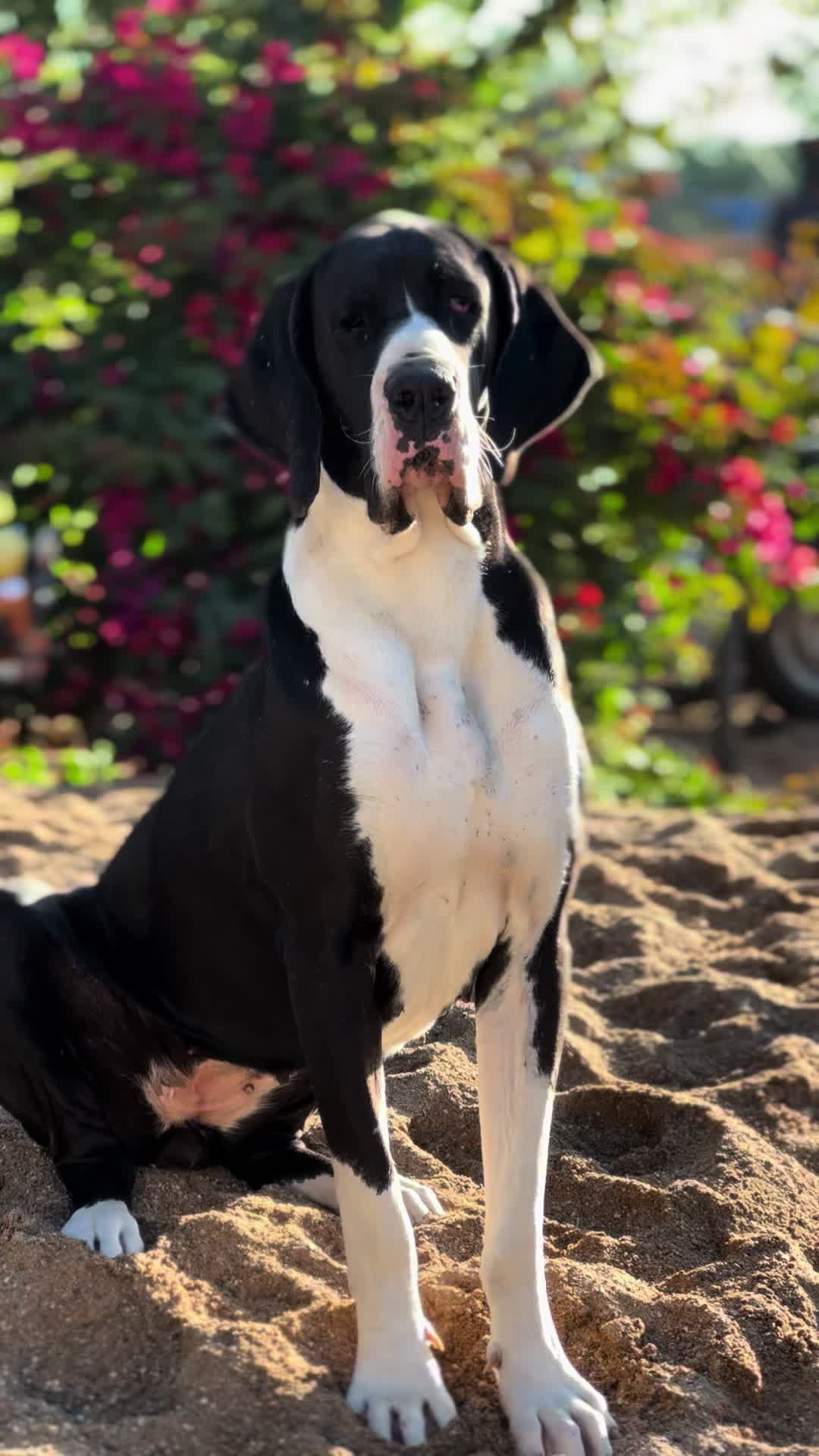 @Dеlмаdоg 🐾