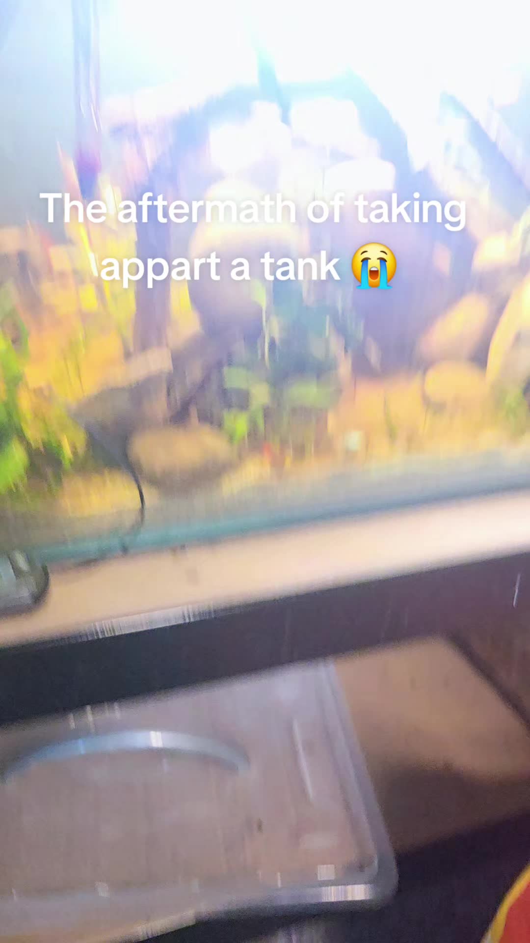 @ella aquatics