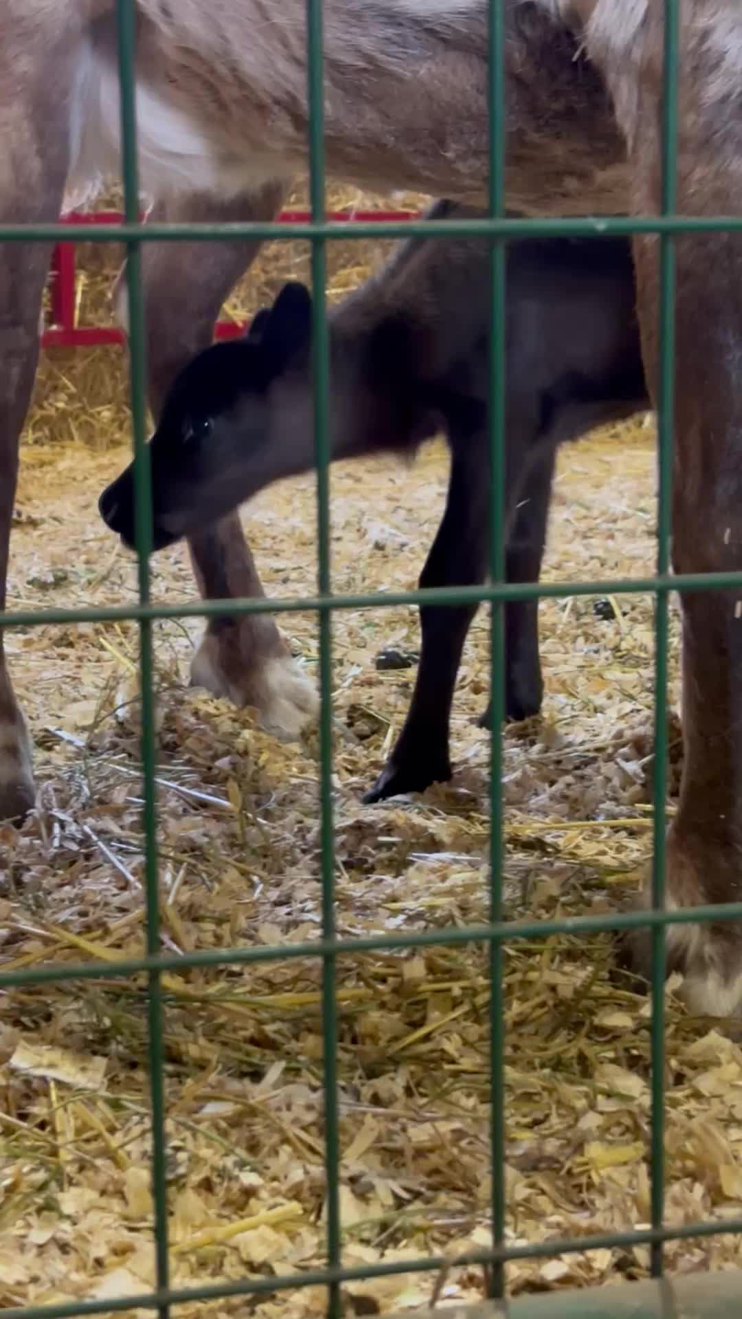 @Reindeer Randy