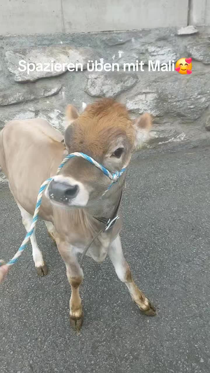 @Mountaingirl