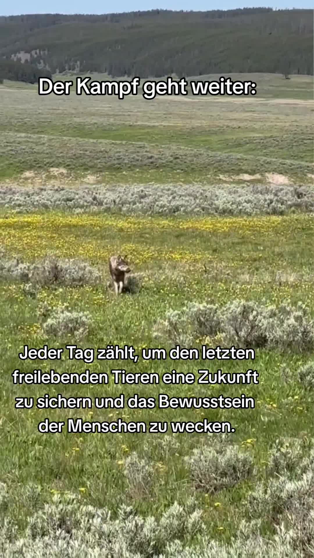 @Schutz für Wolf und Weide 🇦🇹