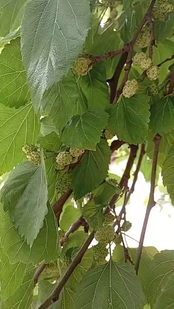 @🌿 çimen 🌿1313🌿