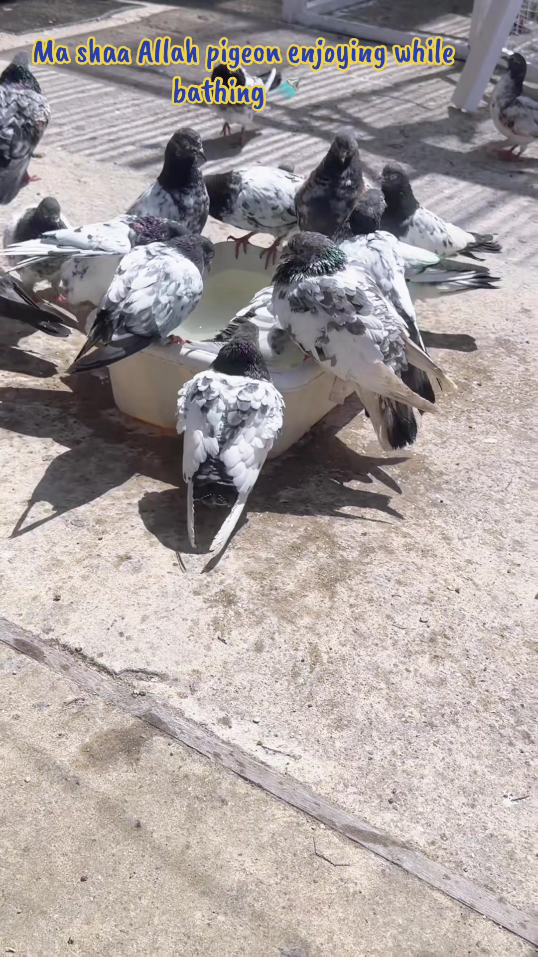 @DKB🇵🇰ĦighFlyerPigeonClub 🕊️