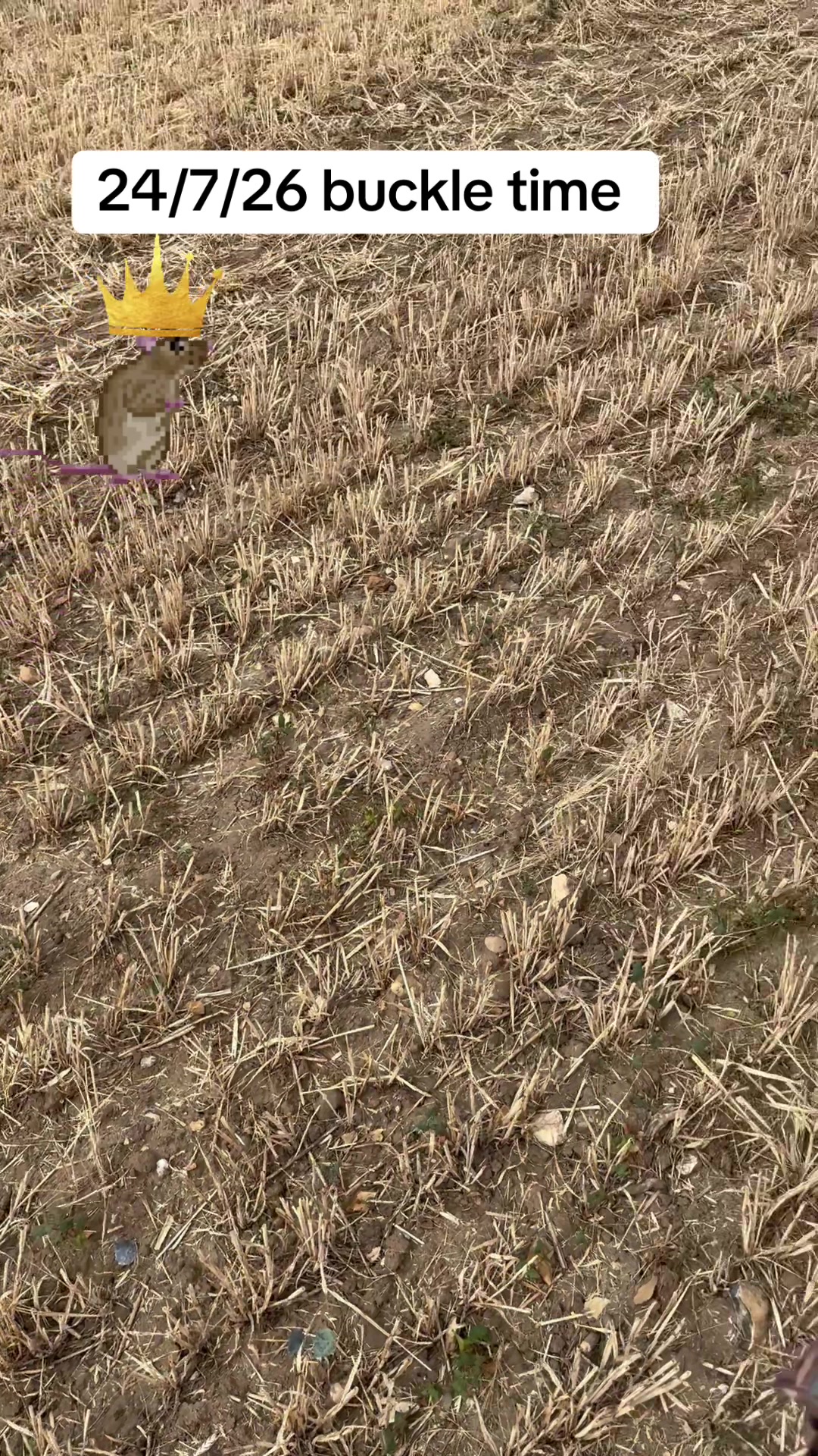 @SirKingRat