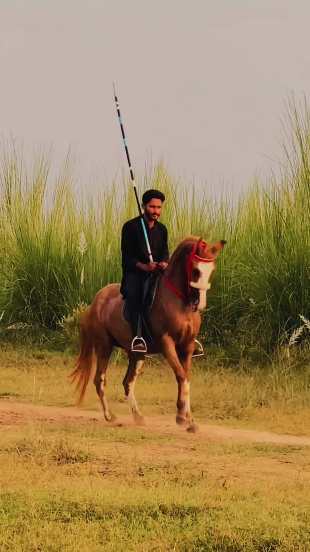 @Ch Hammad bokan ♥️🐎