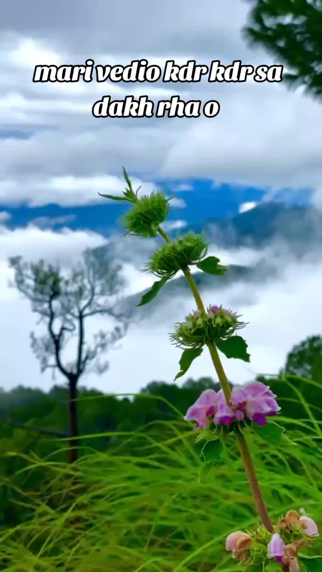 @🍁ayeza kashmiri🍁
