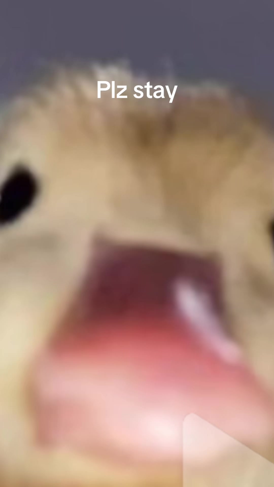 @Mr sensei