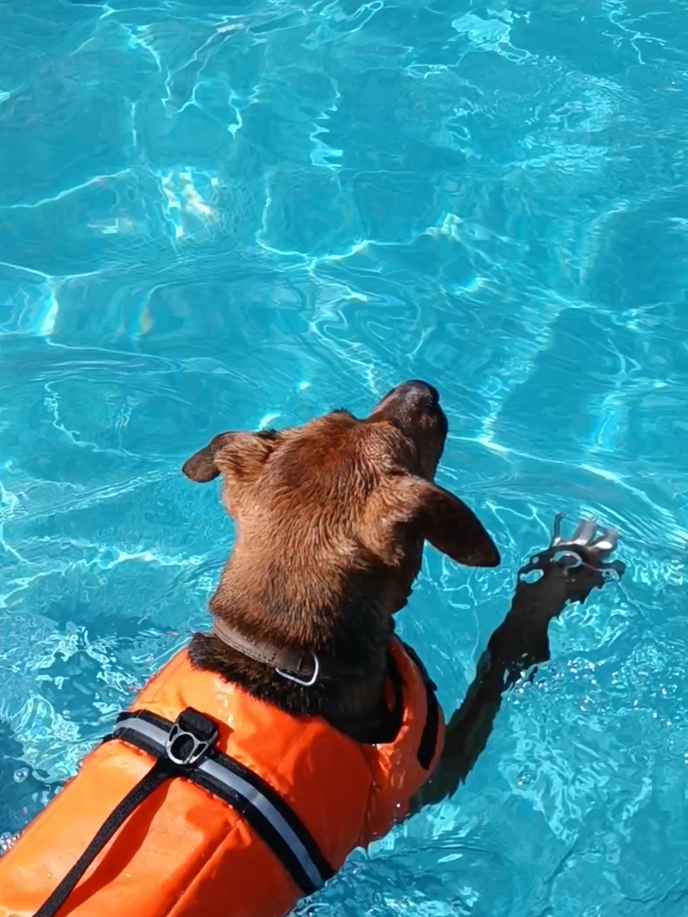@RoyleDogWalking