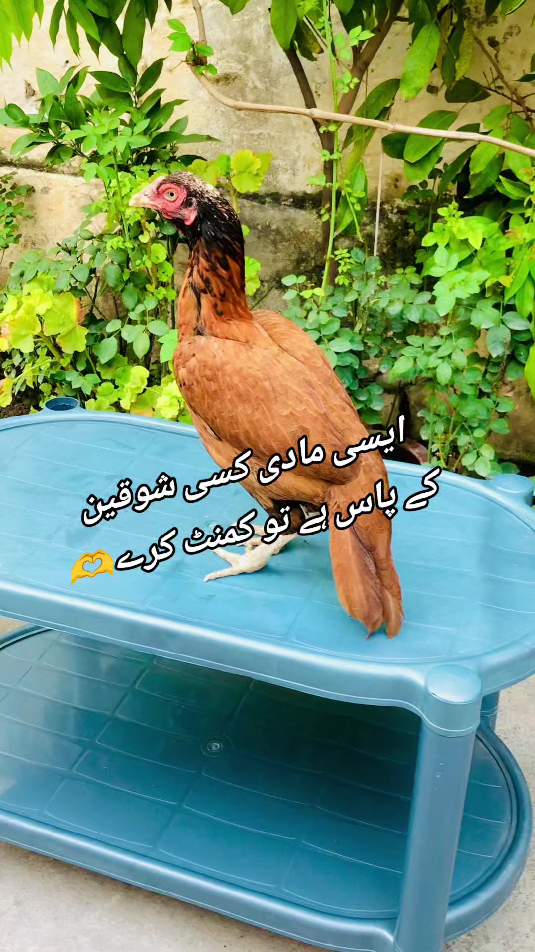 @K.H.A.N♥️