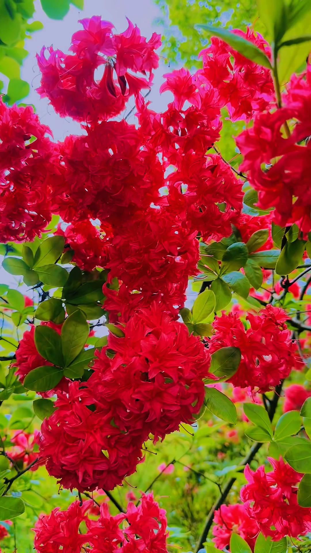 @𝗺𝗲𝗹𝗮𝘅