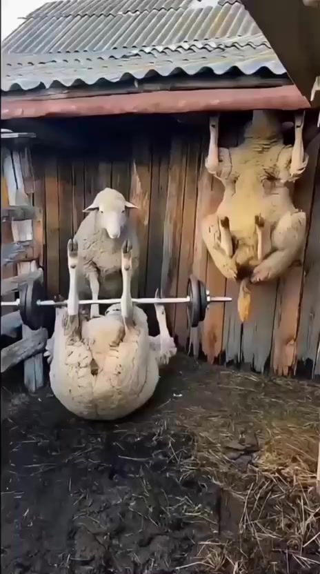 @Elnurimanli