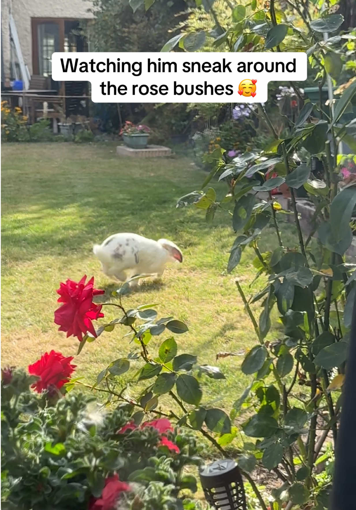 @Bun, two, three, four
