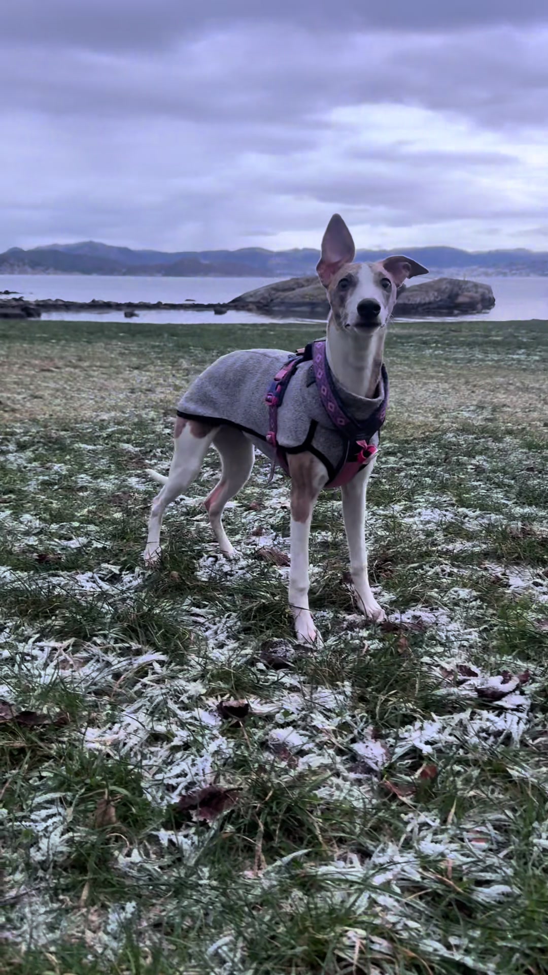 @bianka.the.whippet