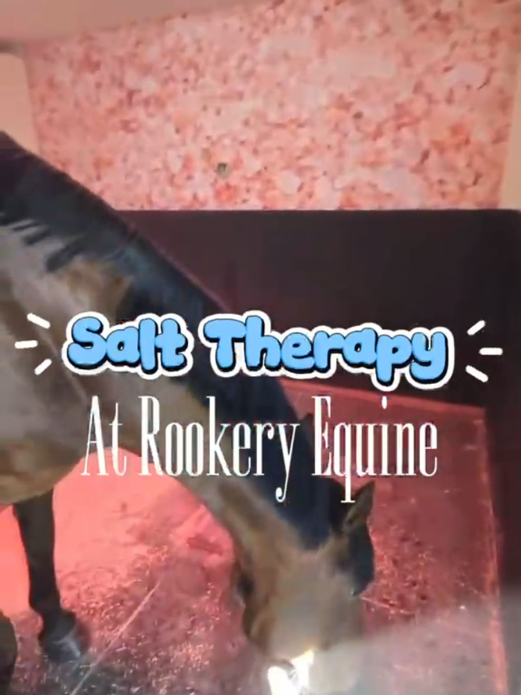 @Rookery Equine