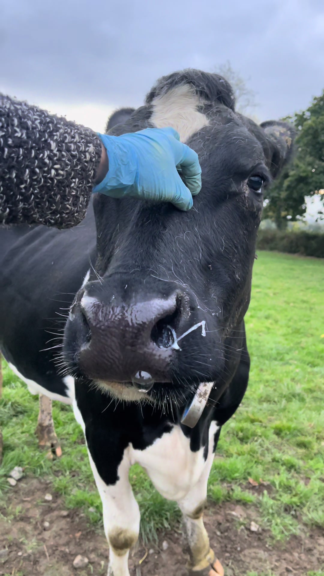 @Cow King 🐮🤴