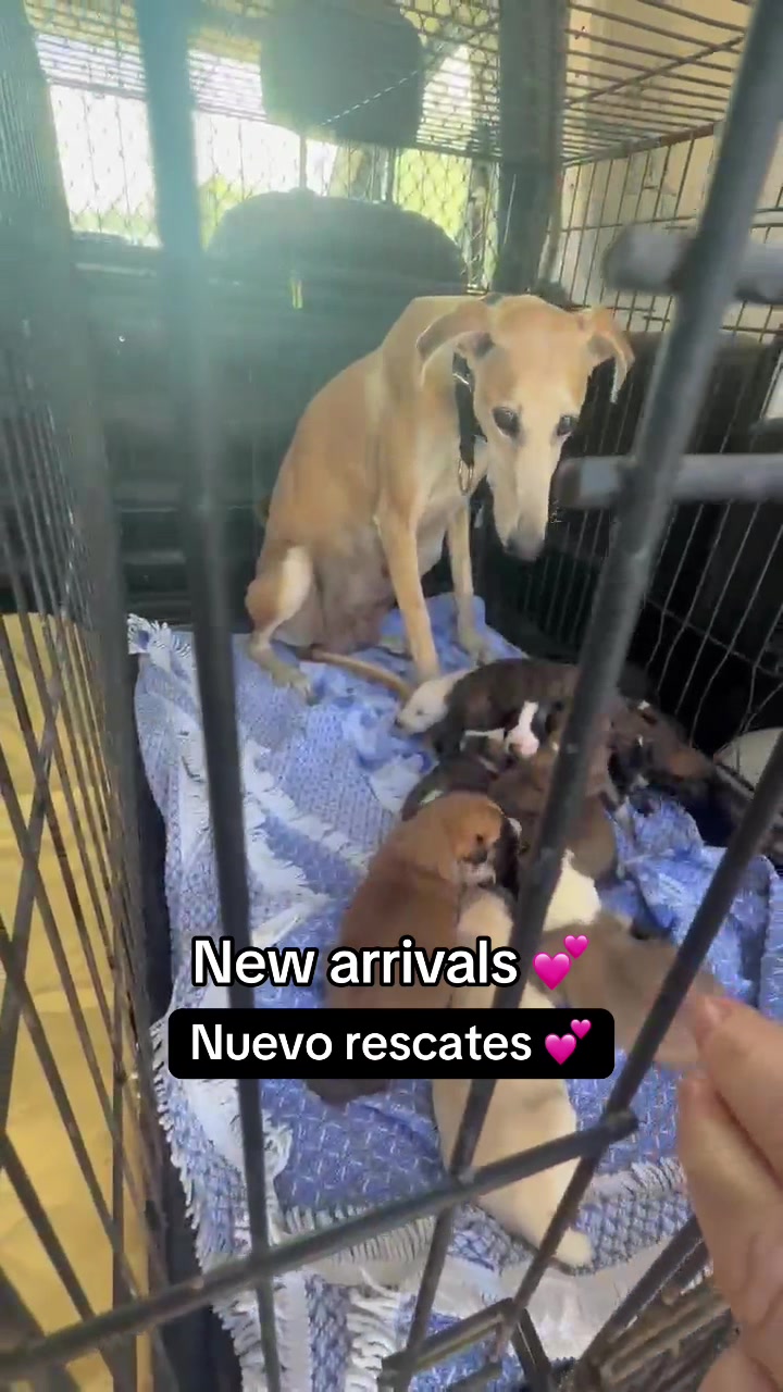 @Galgos del Sol