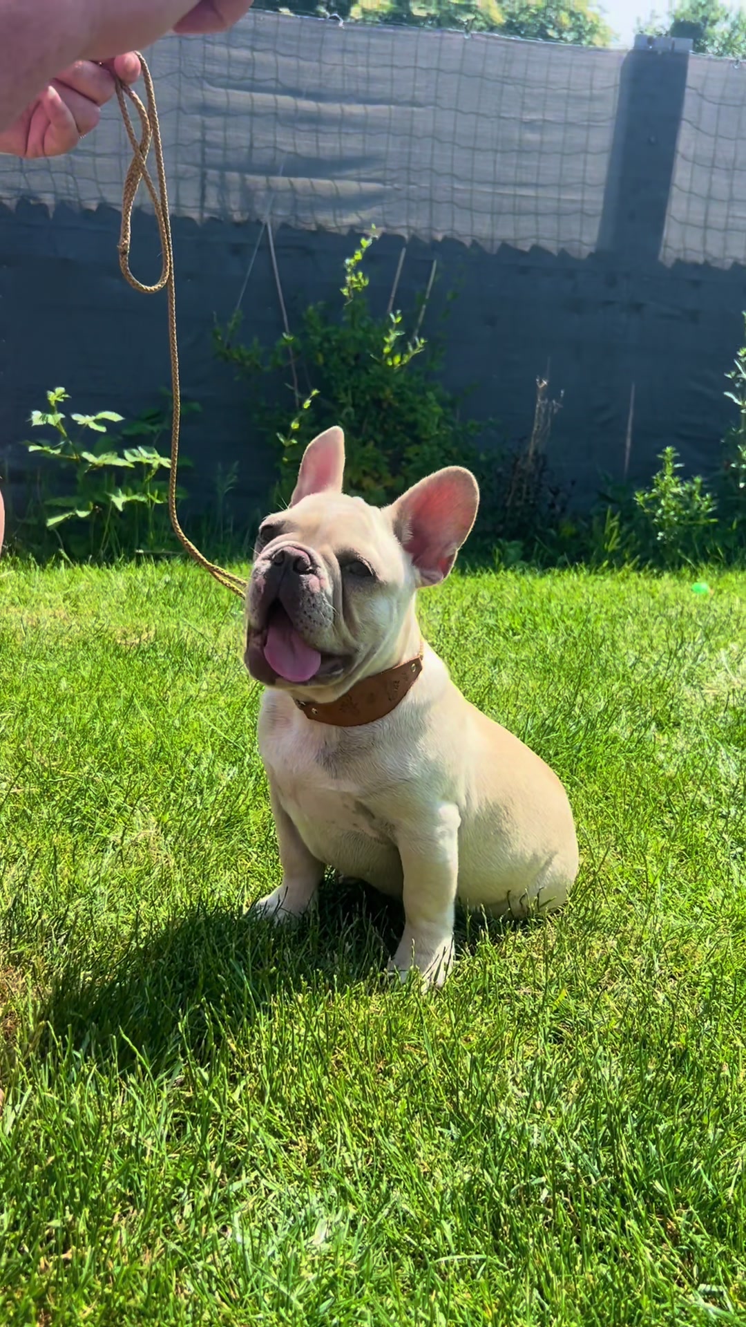 @perfectibull_uk