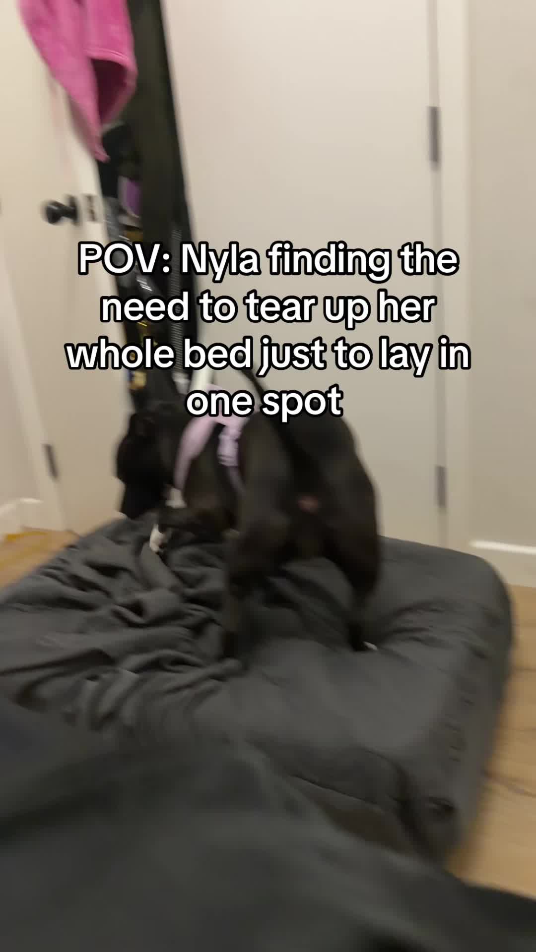 @Nyla.da.Staffy