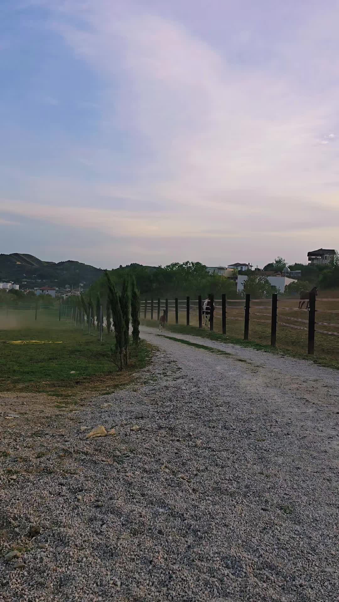 @Horse Training Center Albania