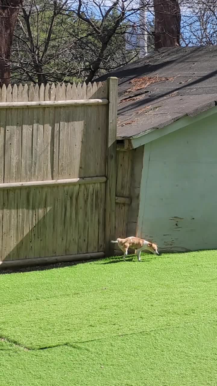 @Magicdogland.com