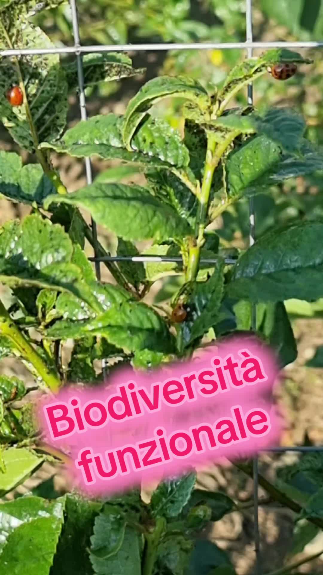 @Il leone e la gallina