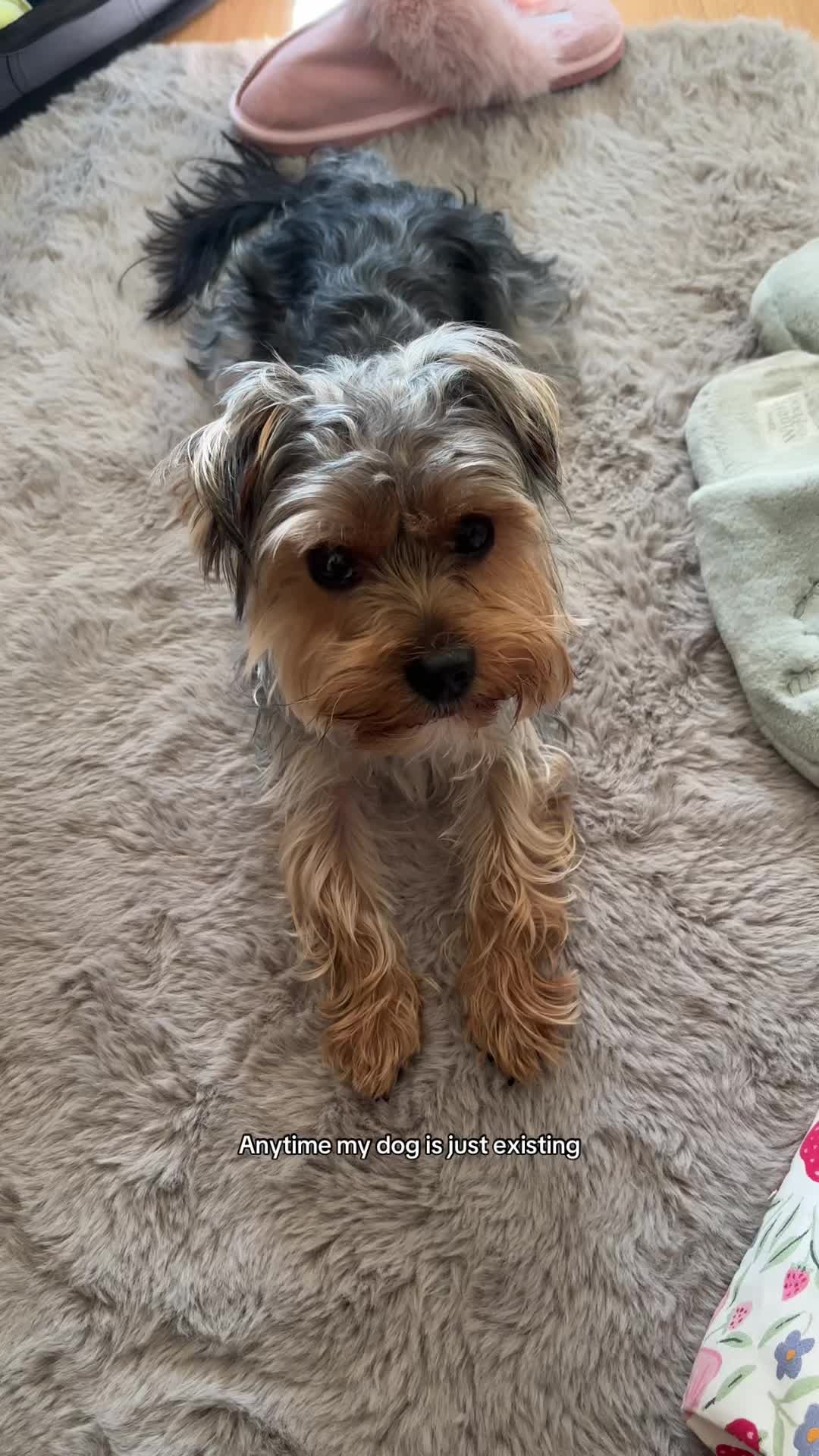 @Benjie the Yorkie