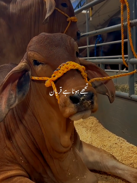 @𝘼𝙯𝙖𝙖𝙣 𝘼𝙚𝙨𝙩𝙝𝙚𝙩𝙞𝙘