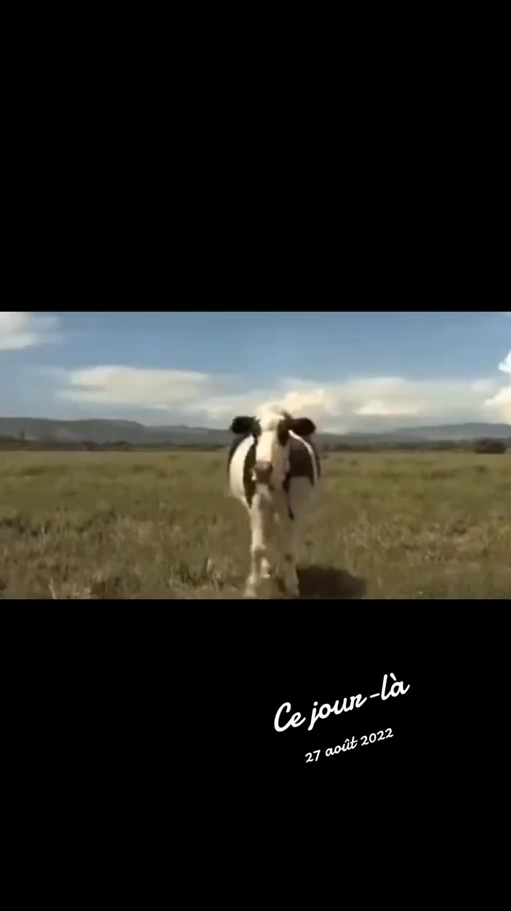 @Enzogius