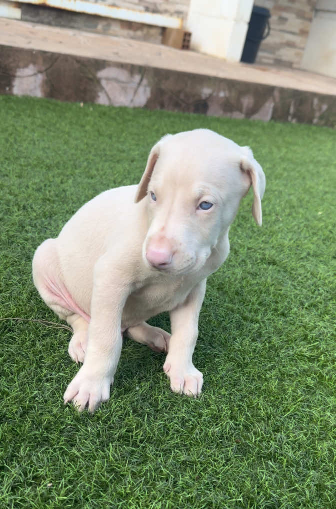 @Mascotas ,cachorritos bonitos