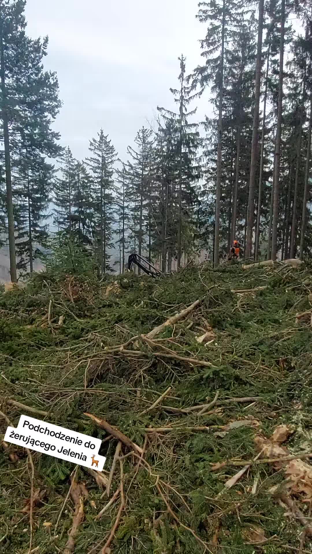 @forestSoban