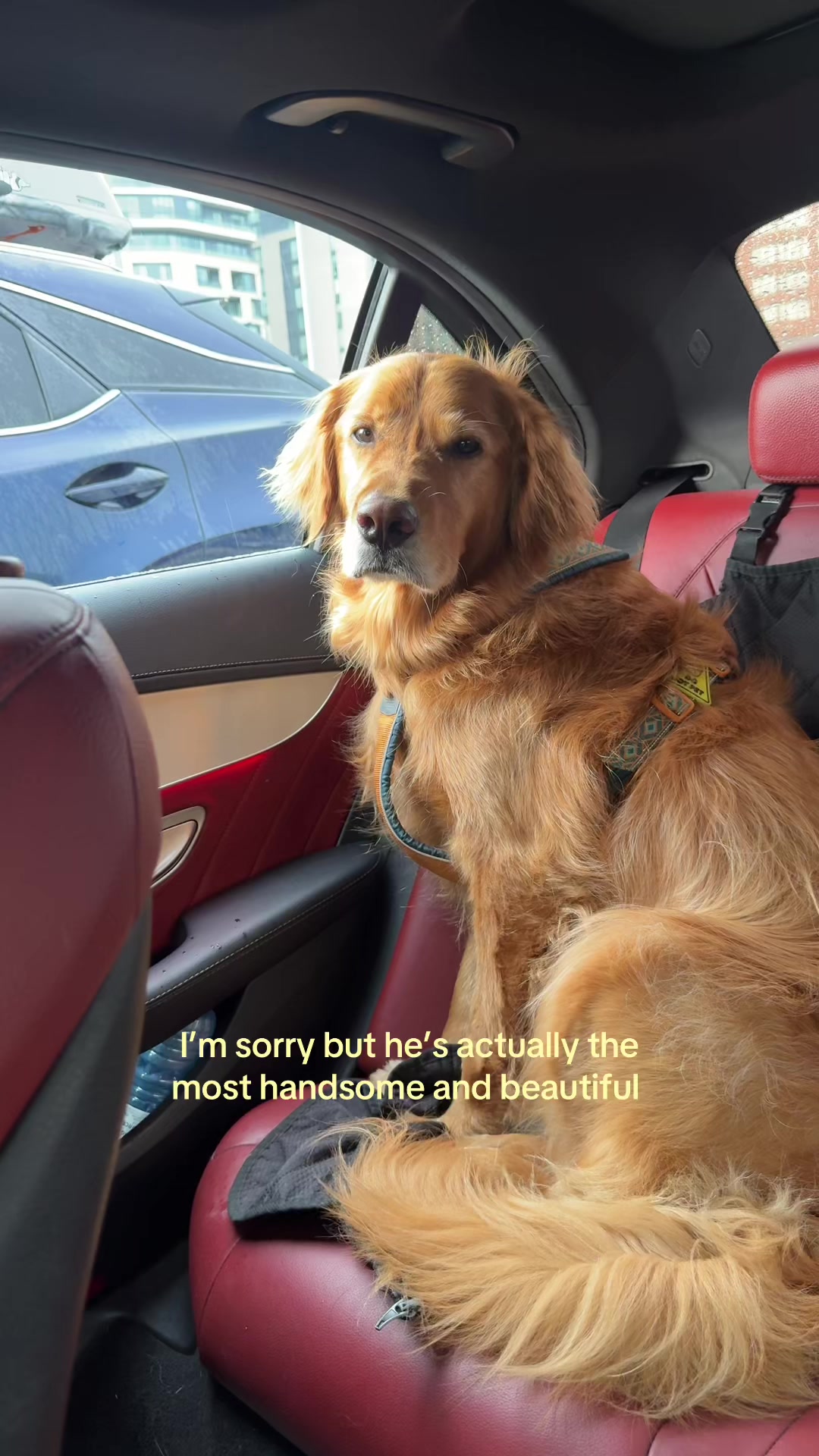 @Bentley the Spicy Golden🌶️