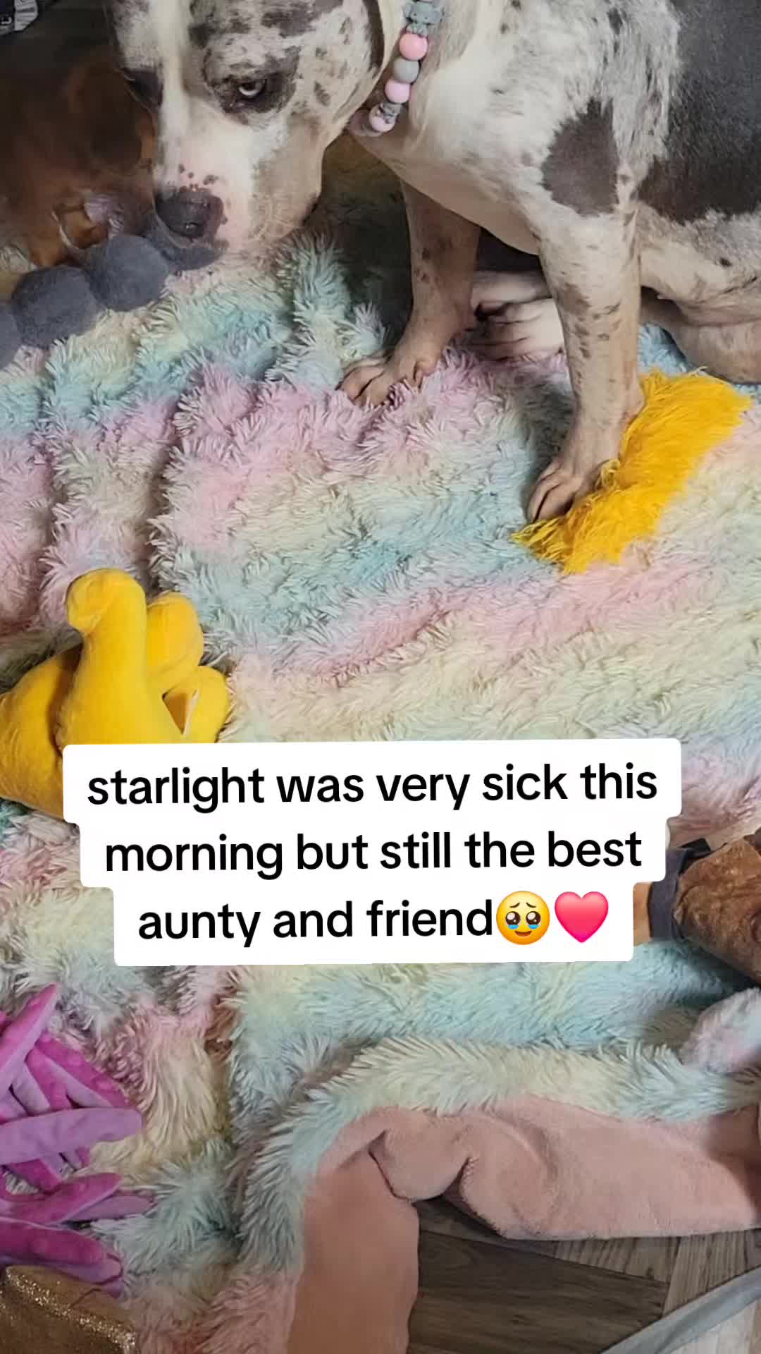 @kirsty+starlight the xl bully