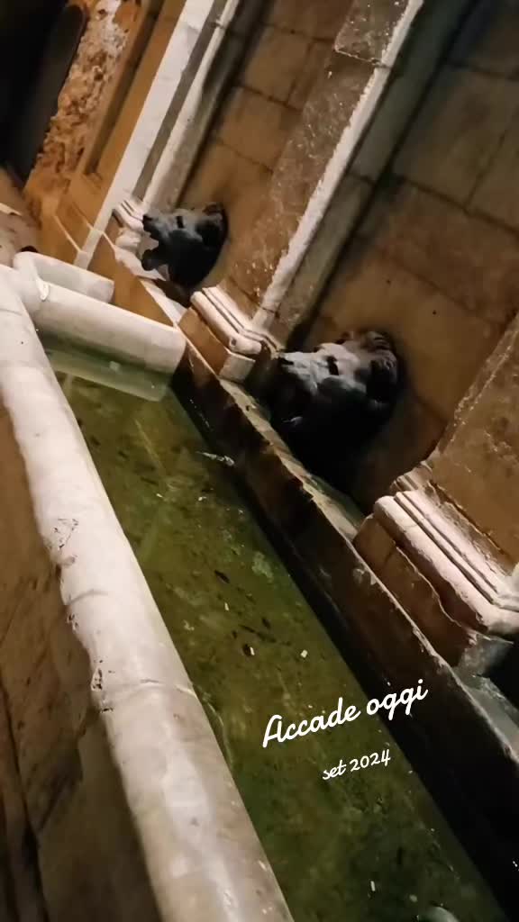 @claudiotommasi0