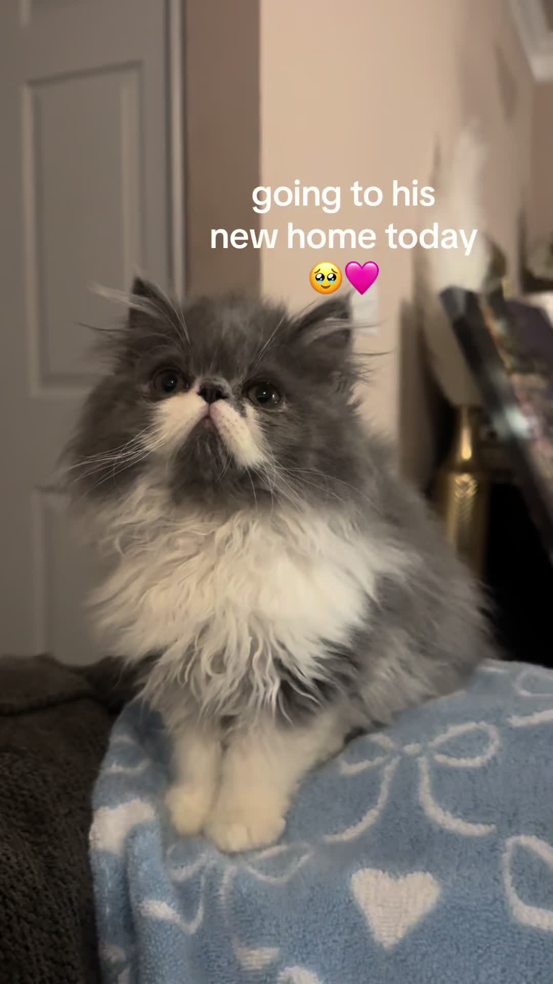 @henryetta.the.cat.lady