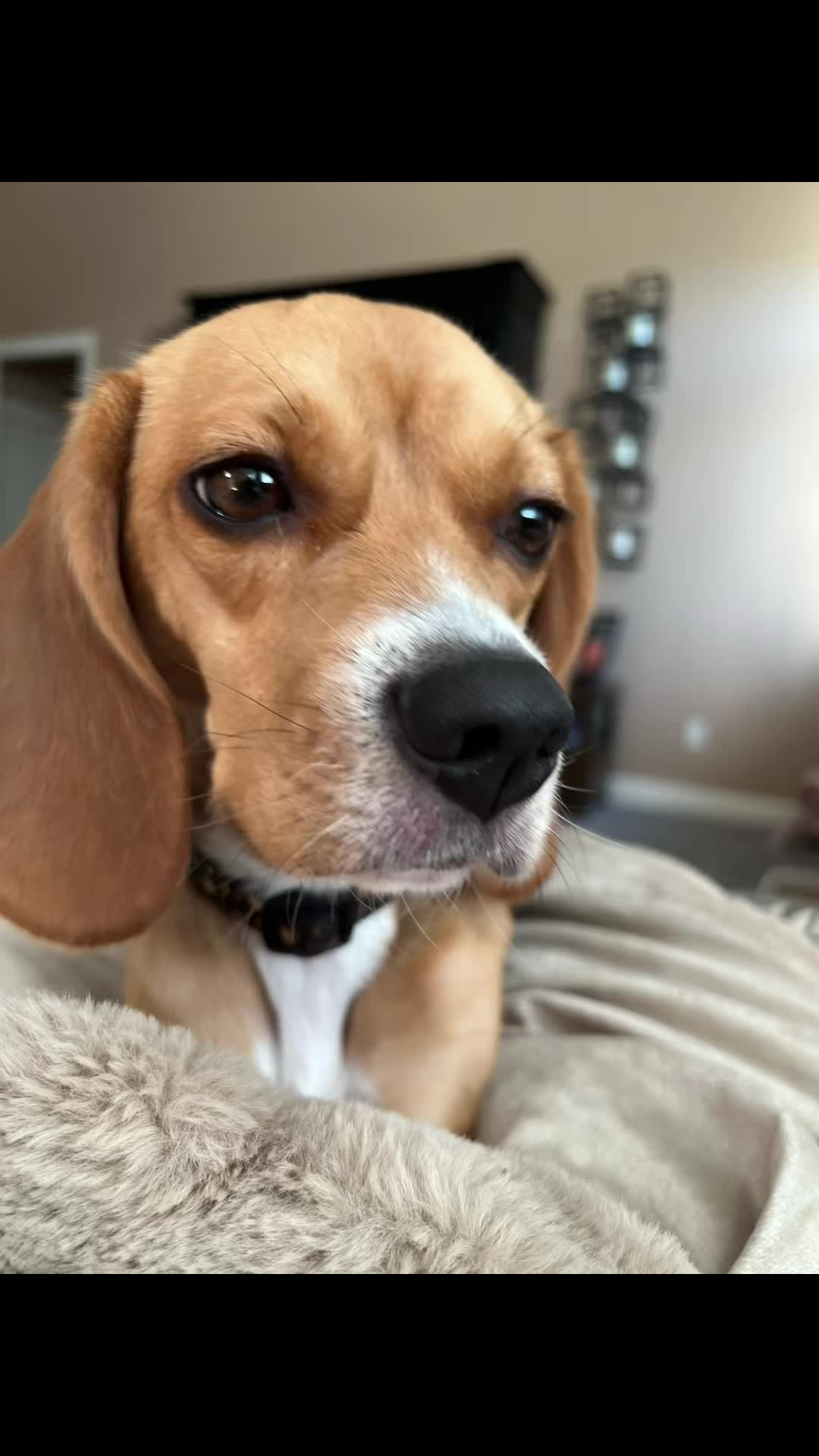 @Rosie the Beagle 🇺🇸🥰 🌞