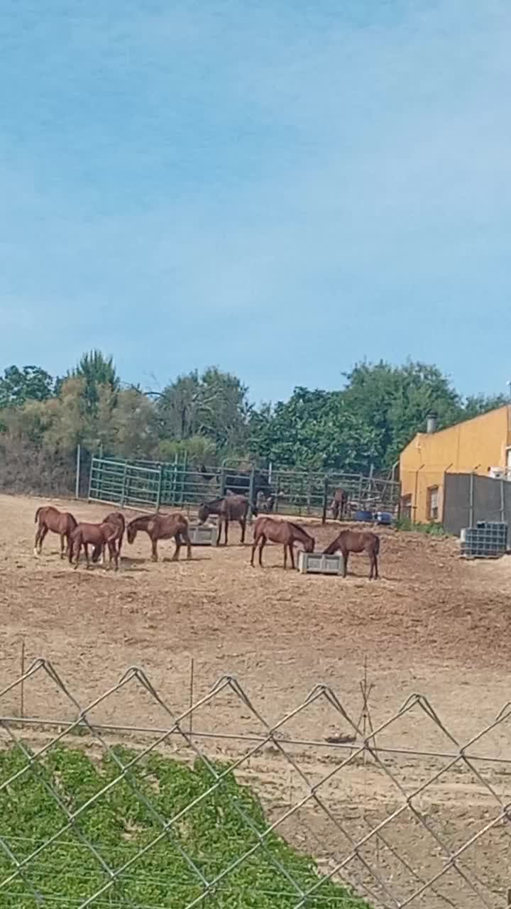 @măda mari