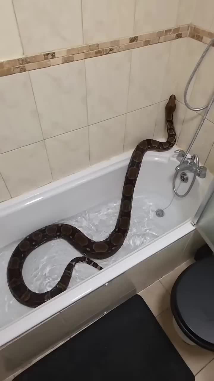 @T & N reptiles