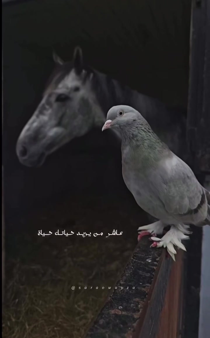 @༊෴✿سہارة✿〄