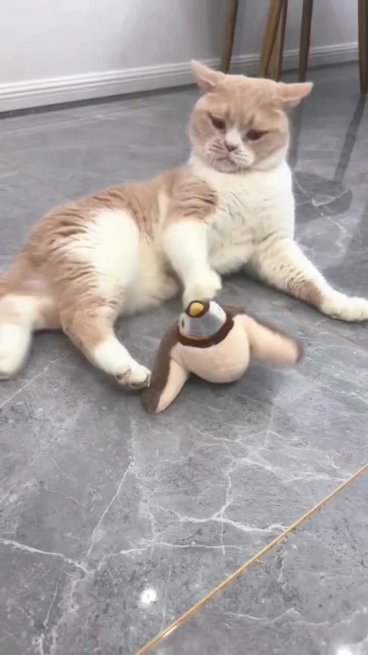 @fluffypet